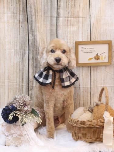 20241223アルトくん